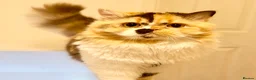 British Longhair cats for sale: Adult British Longhair TICA registered  - Advert 7