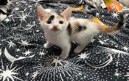 Mixed Breed cats for sale: Beautiful kittens - Image 12