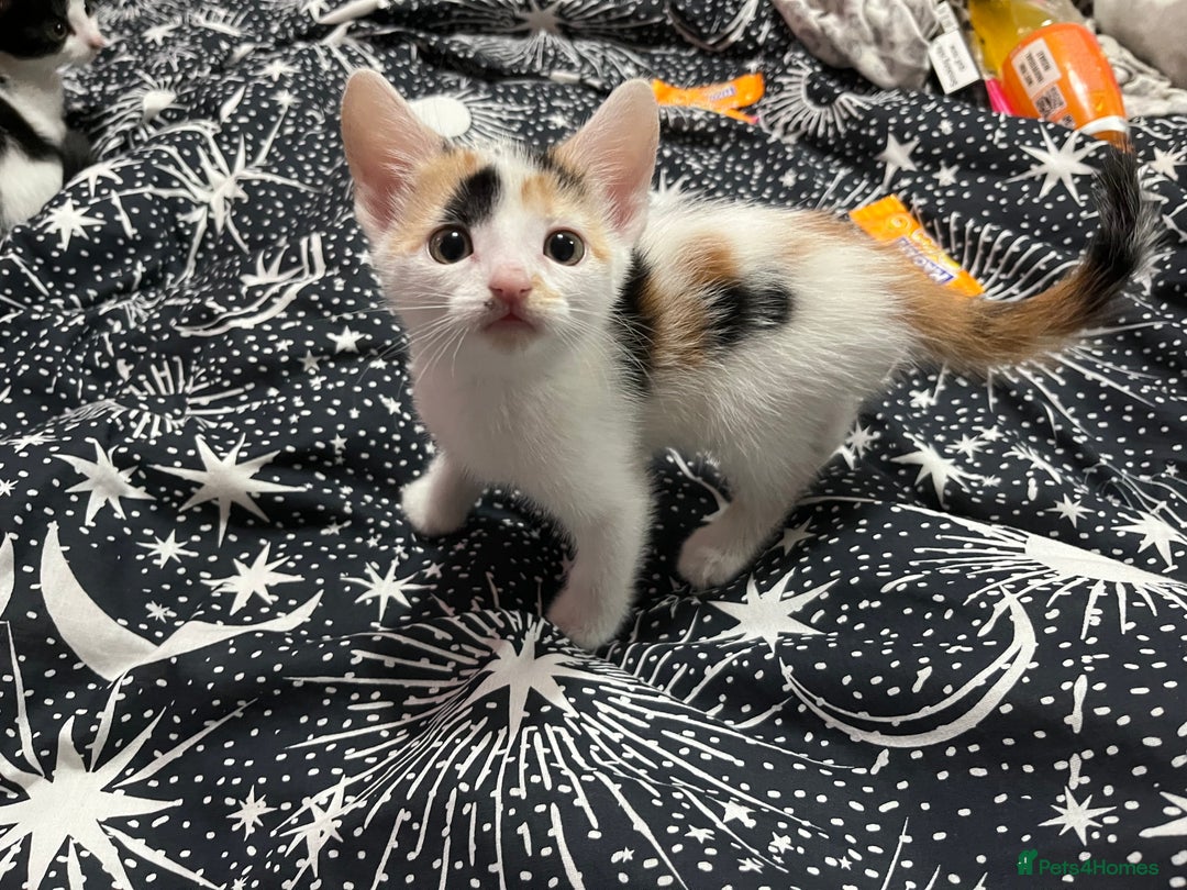 Mixed Breed cats for sale: Beautiful kittens - Image 12