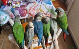 Conures birds for sale: green cheek conures females - Image 3