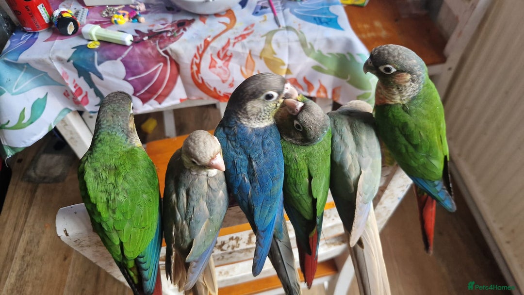 Conures birds for sale: green cheek conures females - Image 3