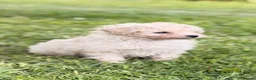 Toy Poodle dogs for sale: Toy poodle boy - Advert 2