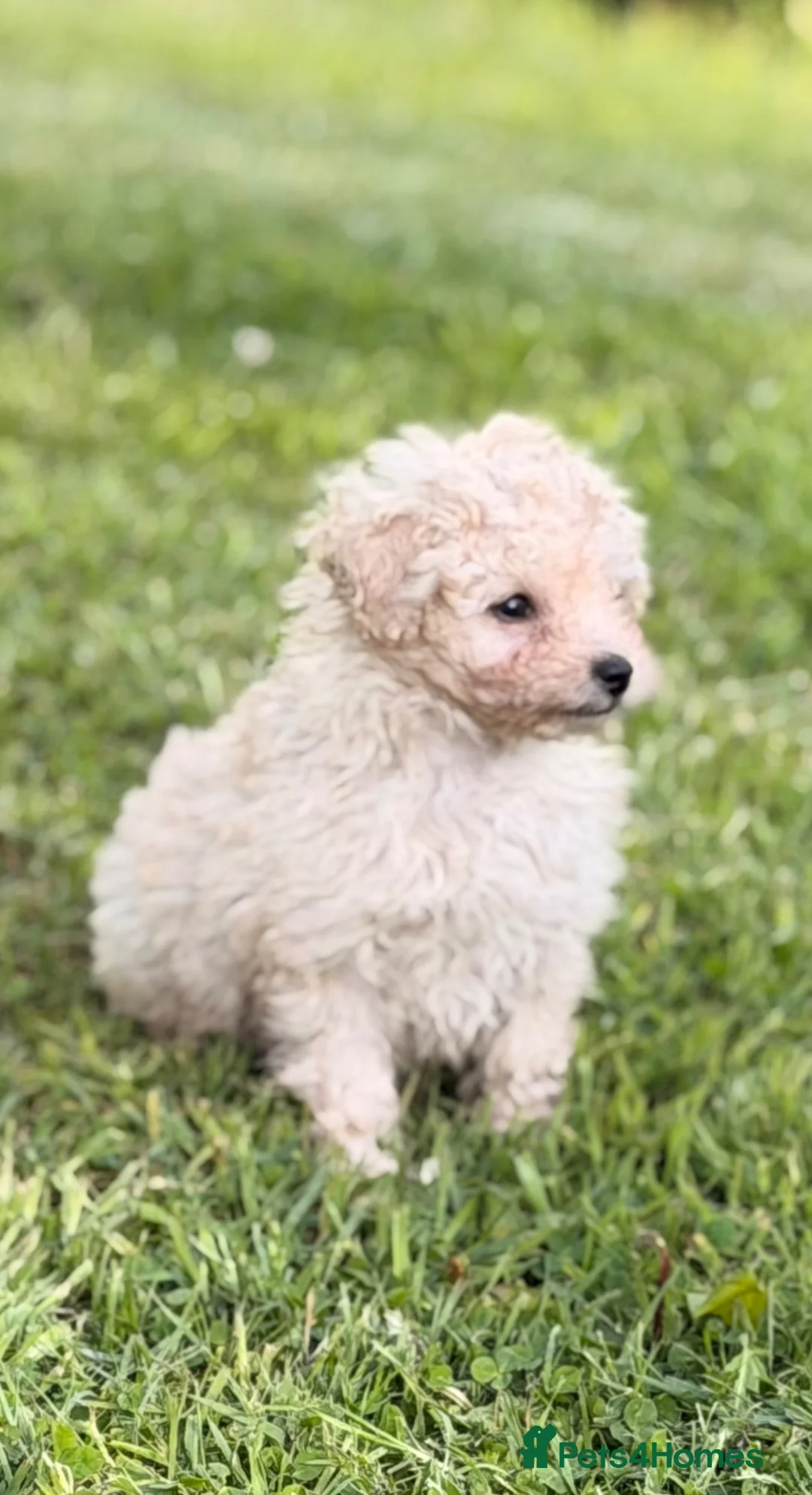 Toy Poodle dogs for sale: Toy poodle boy - Advert 2