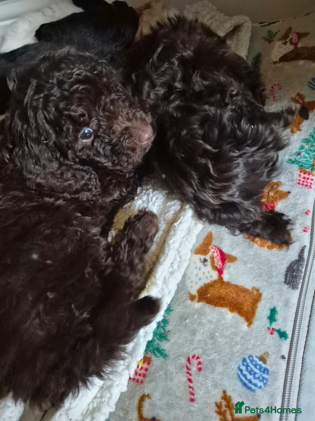 Cockapoo dogs for sale: F2 generation cockerpoo puppys  - Advert 20