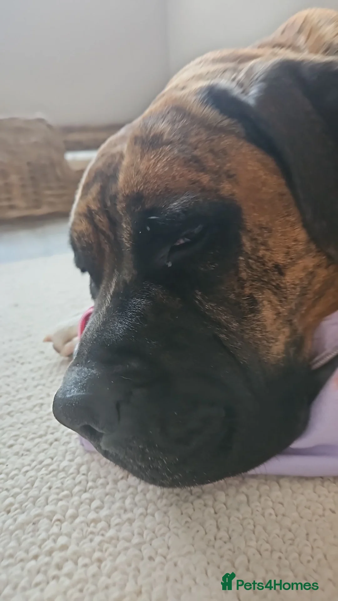 Mixed Breed dogs for sale: Bullboxer for rehoming in Eastbourne - Advert 9