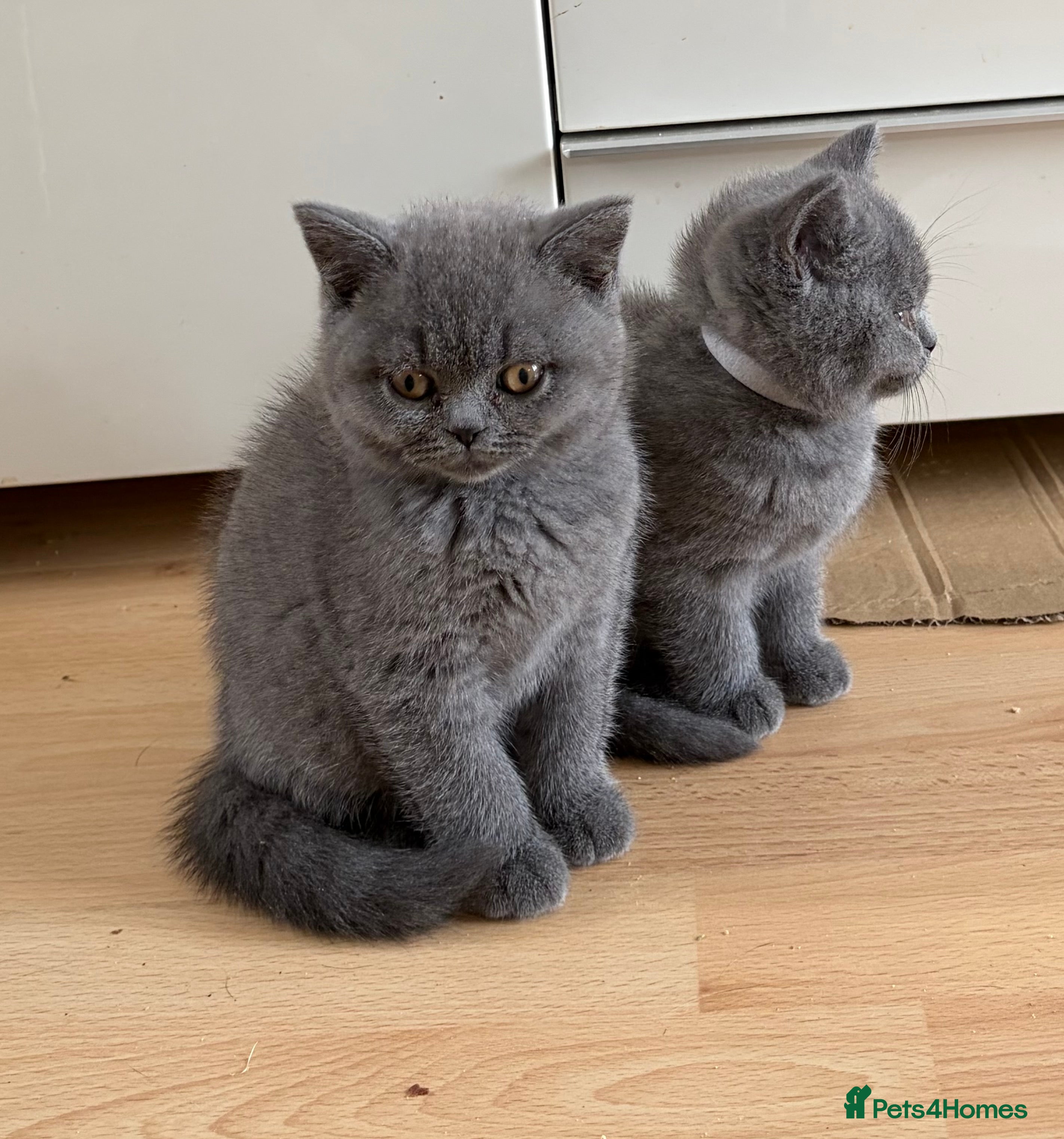 British Shorthair cats Beautiful Blue British Shorthair kittens ready now - Advert 2