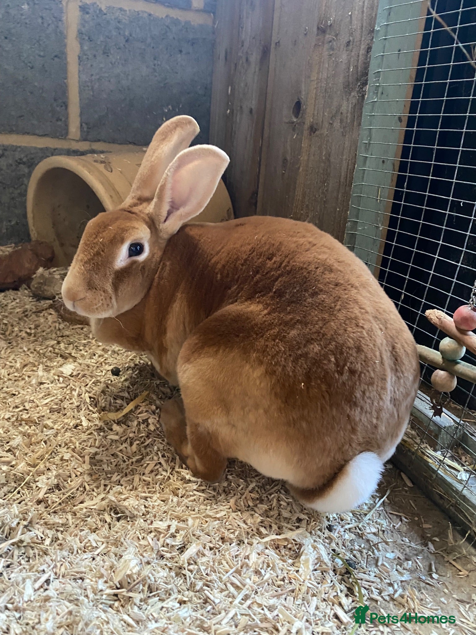 Rex rabbits 3 year old Orange Standard Rex Doe  - Advert 21