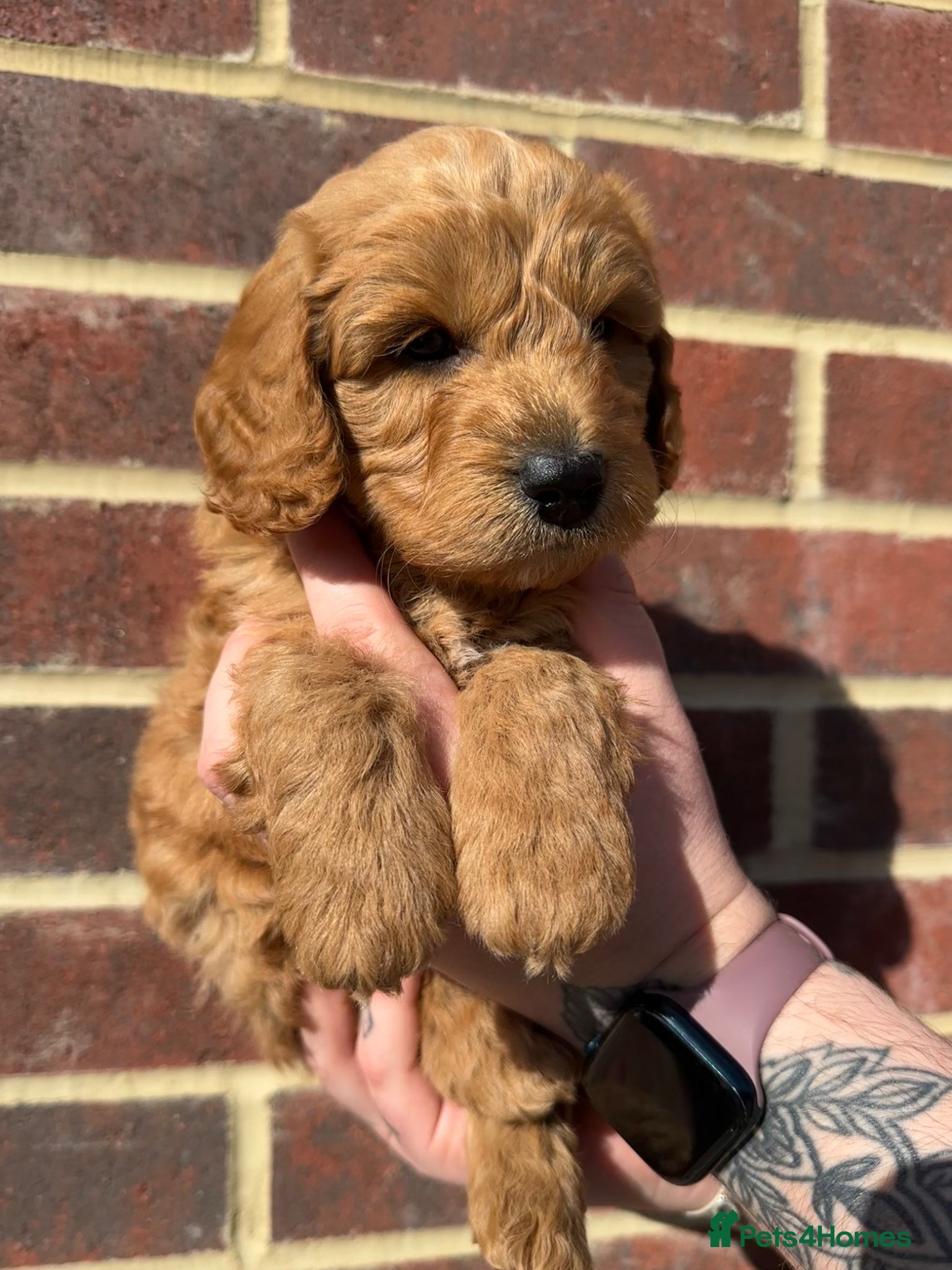 Cockapoo dogs 🌟FINAL MALE AVAILABLE🌟  - Advert 12