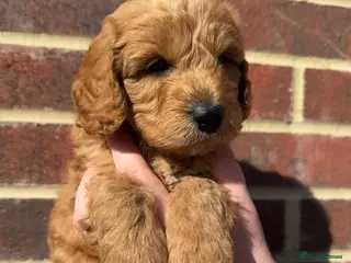 Cockapoo dogs 🌟FINAL MALE AVAILABLE🌟 - Advert 12