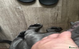 Cane Corso dogs for sale: Blue Cane corso - Image 2