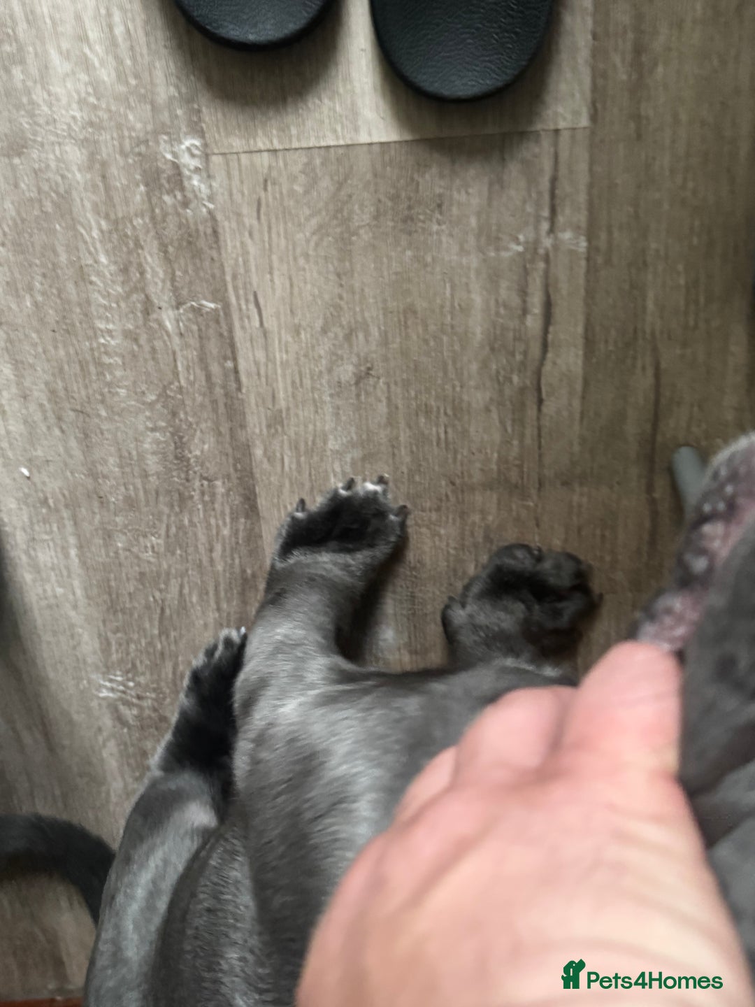 Cane Corso dogs for sale: Blue Cane corso - Image 2