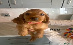 Cocker Spaniel dogs for sale: Kc registered working spaniel  - Image 2