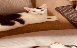 British Shorthair cats for sale: I have 5 beautiful cuddly kittens left  - Image 6