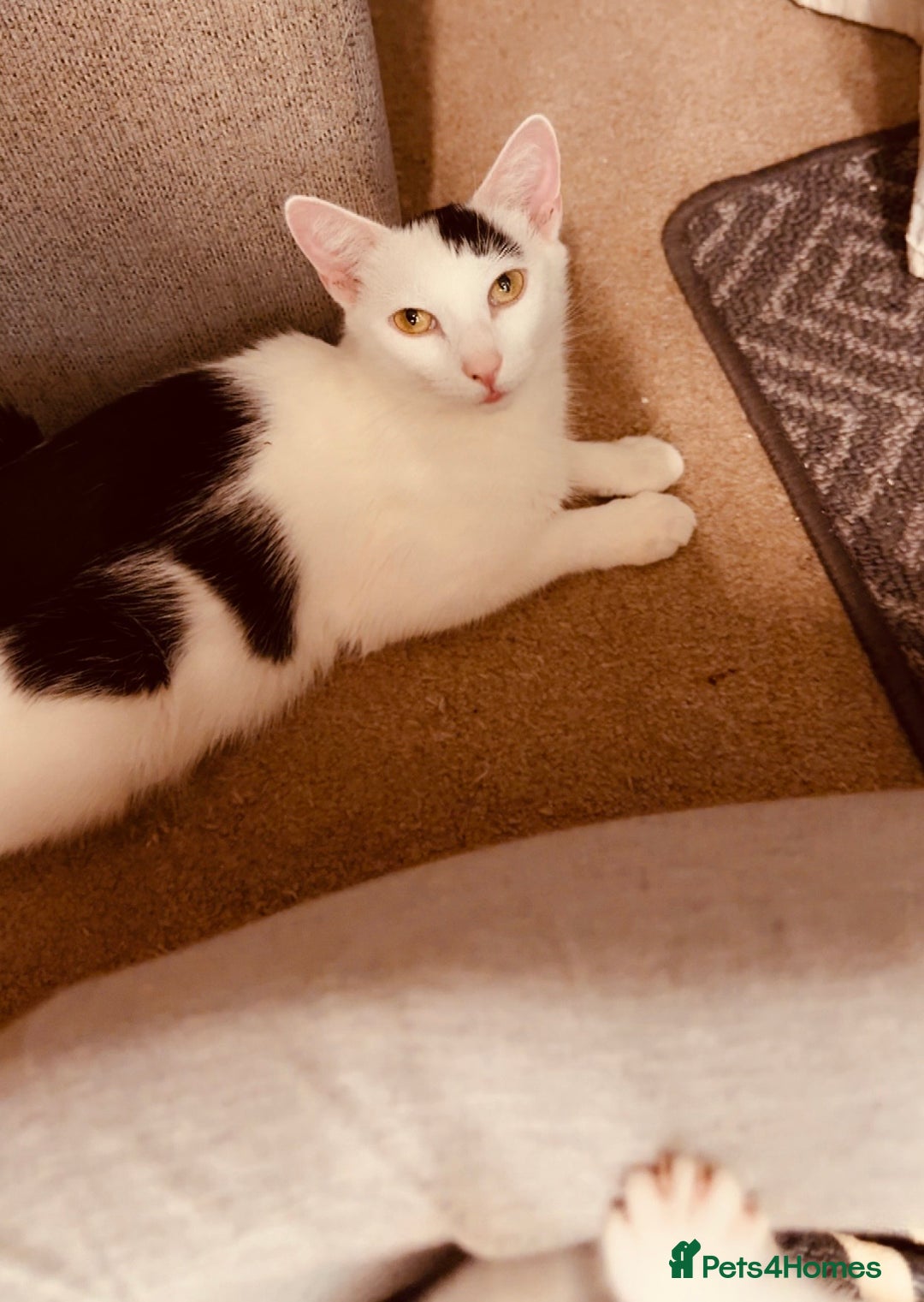 British Shorthair cats for sale: I have 5 beautiful cuddly kittens left  - Image 6