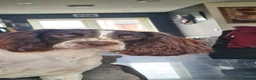 English Springer Spaniel dogs for stud: Finn  in Mansfield - Advert 2