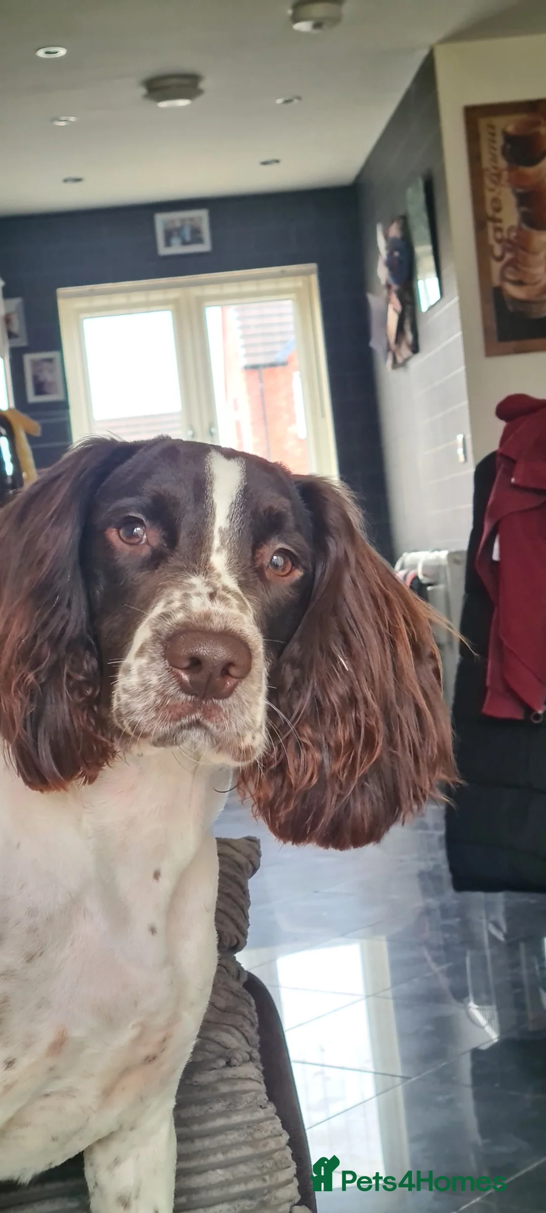 English Springer Spaniel dogs for stud: Finn  in Mansfield - Advert 2