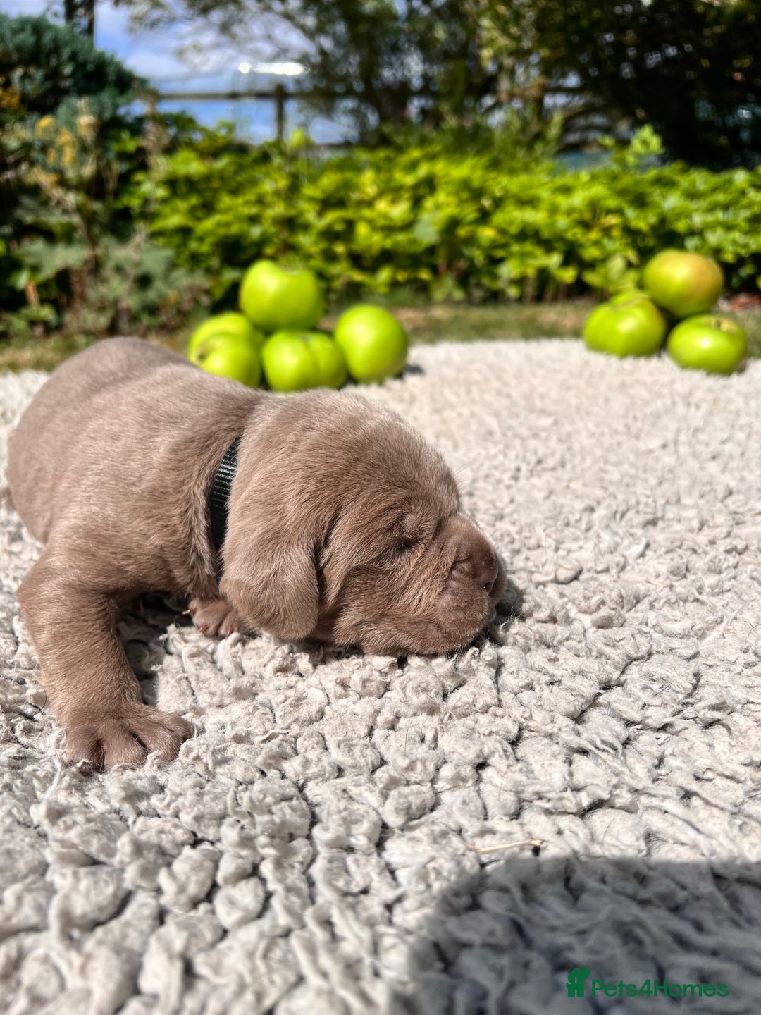 Cane Corso dogs for sale: Exceptional litter, Italian Cane Corsos, ICCF Peds - Image 18
