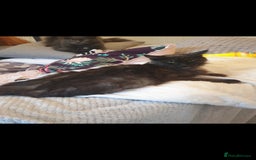 Maine Coon cats for sale: Adult male and female - Image 7