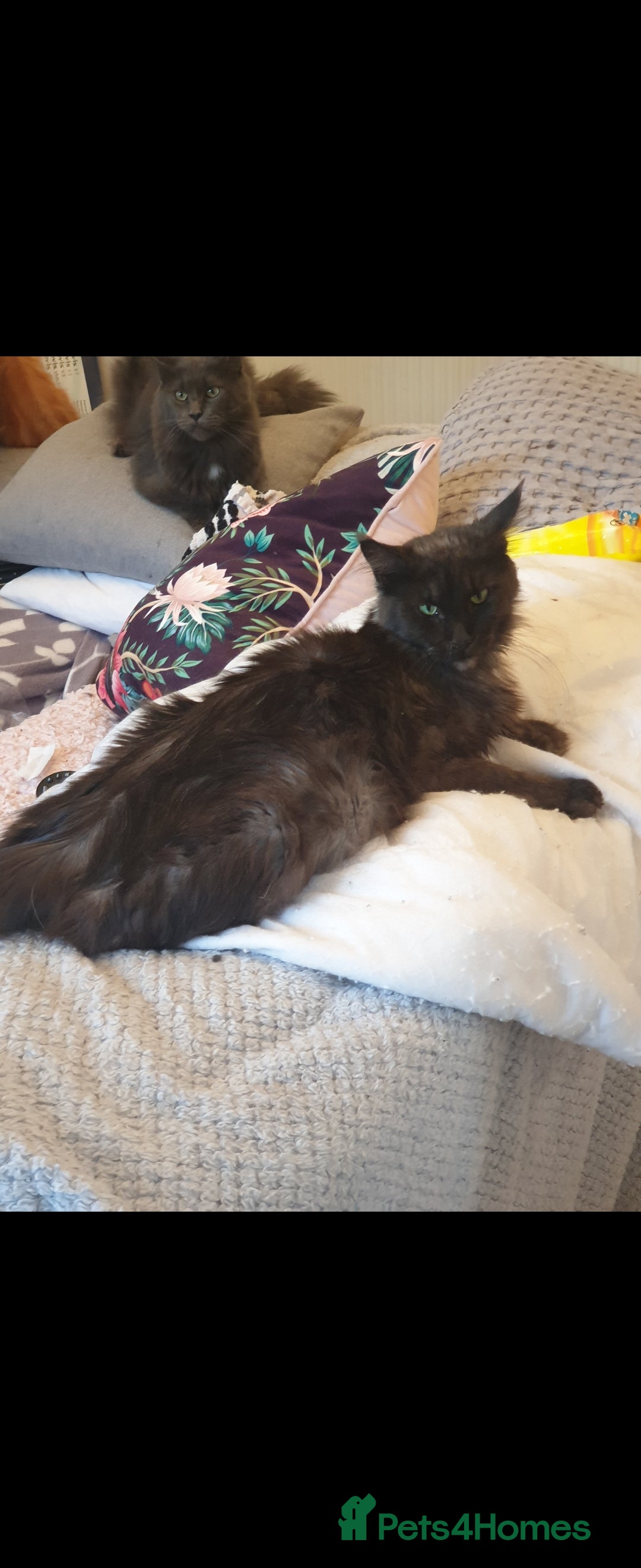 Maine Coon cats for sale: Adult male and female - Image 7