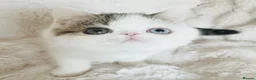 Exotic cats for sale: Extremely rare exotic shorthair kittens  - Advert 11