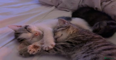 British Shorthair cats - Advert 11