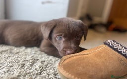 Labrador Retriever dogs for sale: Chocolate Labrador puppies  - Advert 21