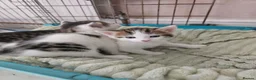 Mixed Breed cats for sale: Tabby and white kittens - Advert 3
