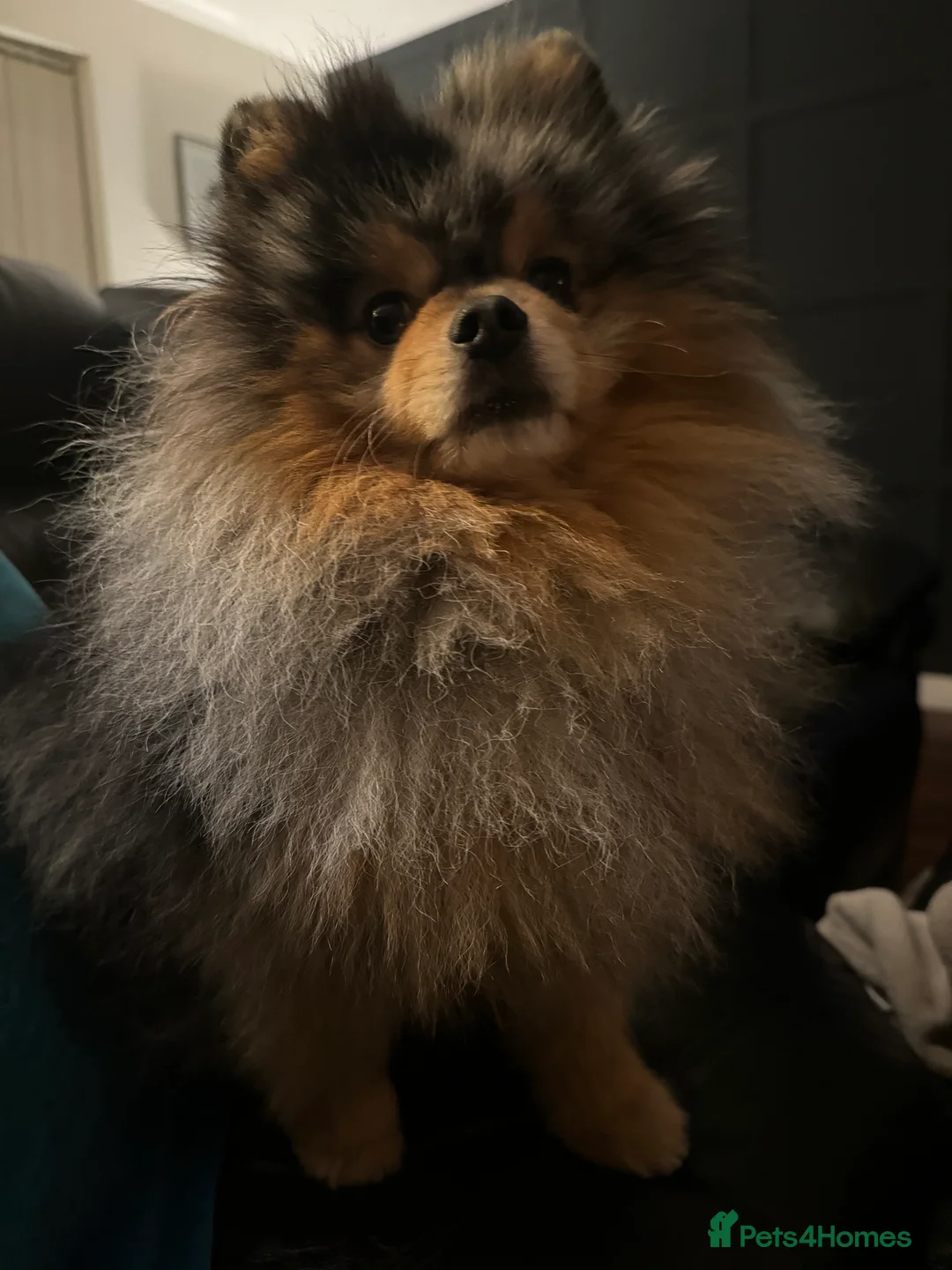 Pomeranian dogs for stud: Stunning Blue Merle Pomeranian Stud Available in Derby - Advert 5