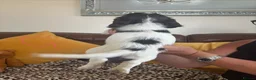 Sprocker dogs for sale: Sprocker spaniel puppies - Advert 13
