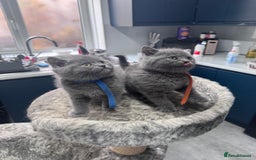 British Shorthair cats for sale: Chunky BSH kittens - Image 11