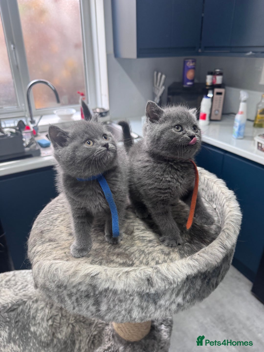 British Shorthair cats for sale: Chunky BSH kittens - Image 11