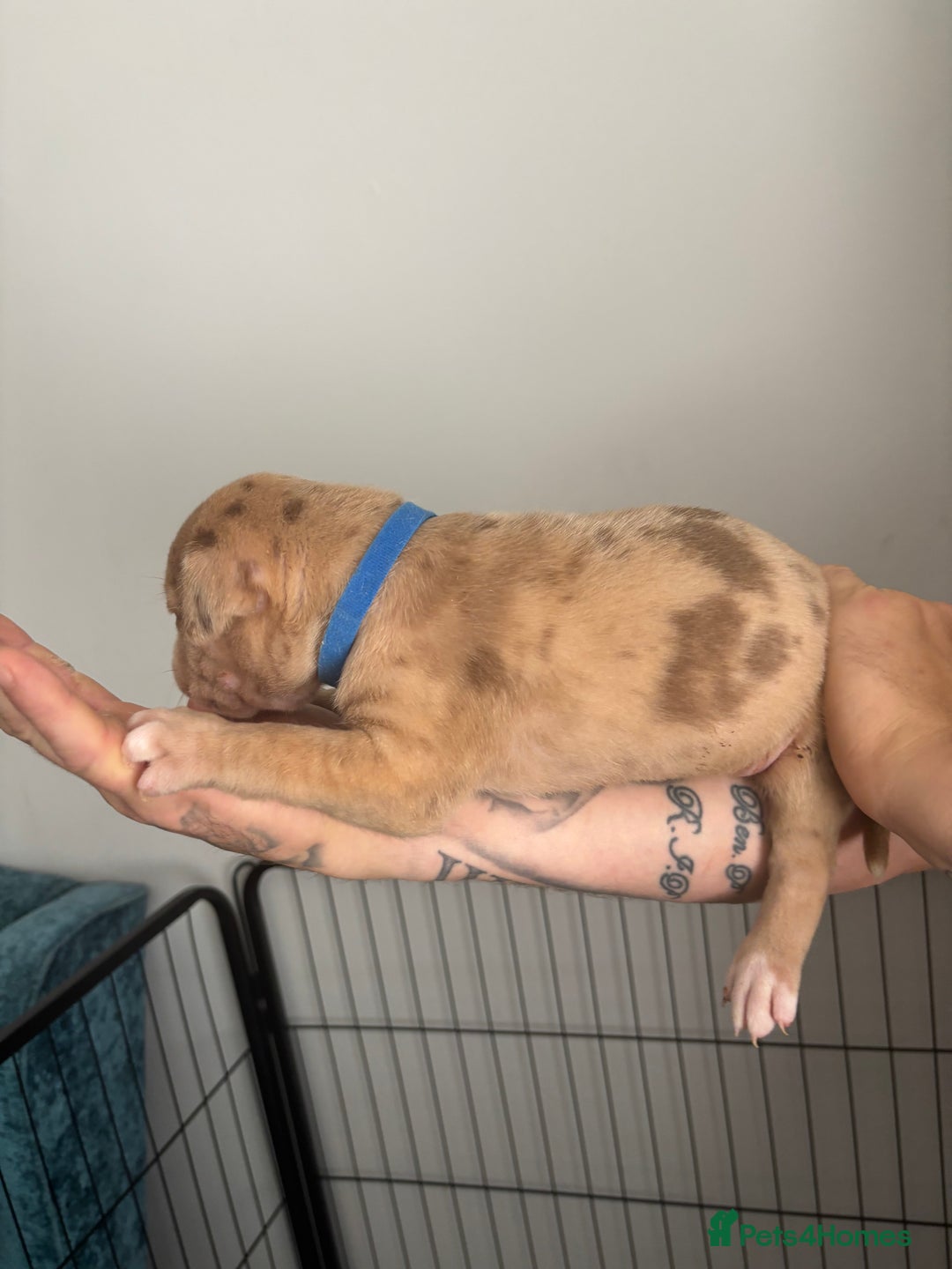 Mixed Breed dogs for sale: American Bulldog X Mastiff mix  - Image 29