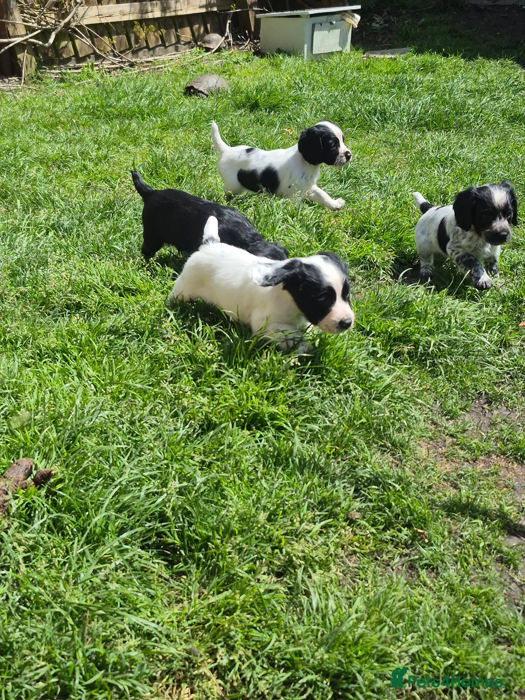 Cocker Spaniel dogs for sale: Cocker spaniel boys  - Advert 2