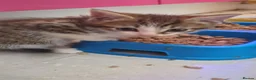 Domestic Shorthair cats for sale: Beautiful kittens - Advert 11
