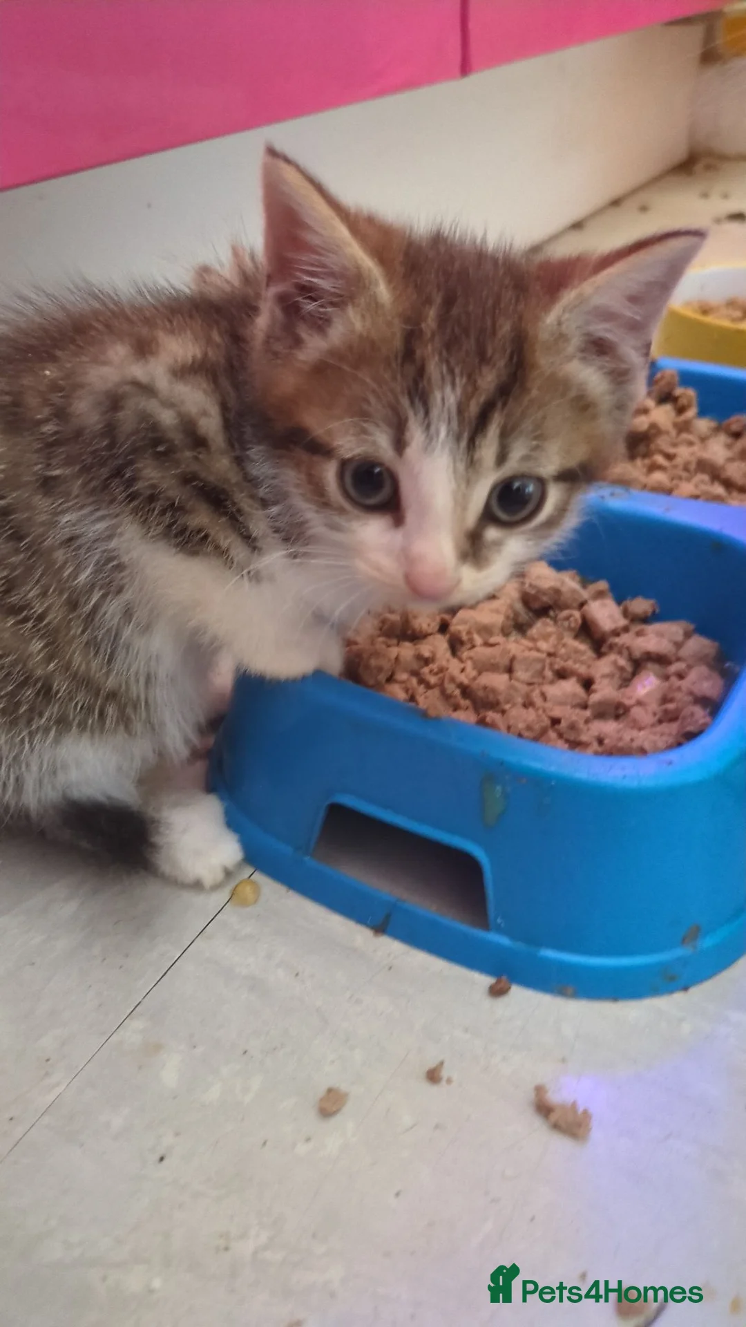 Domestic Shorthair cats for sale: Beautiful kittens - Advert 11