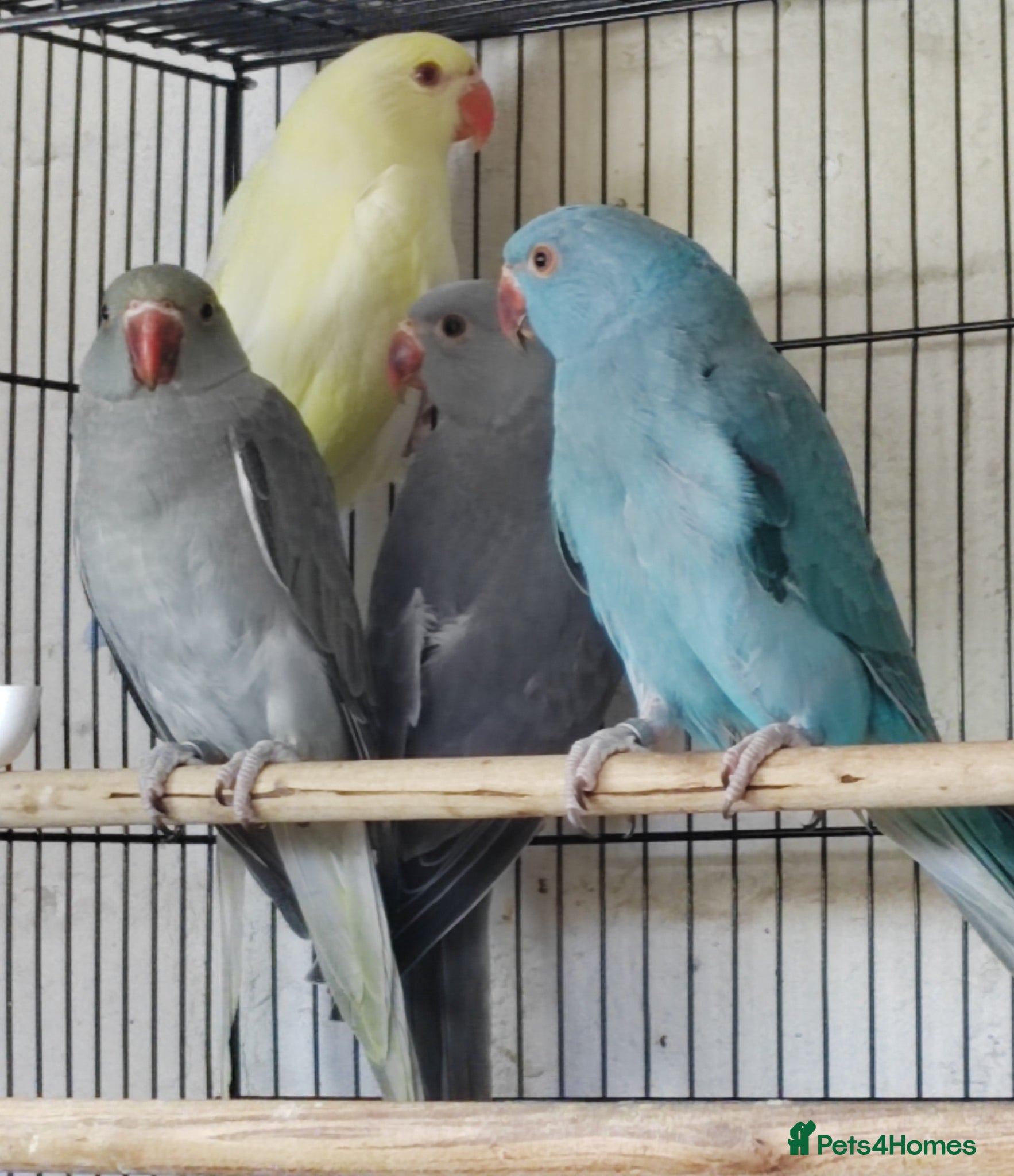 Ringnecks birds for sale: Beautiful Indian Ringneck babies available  - Advert 8
