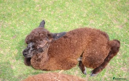 Alpaca livestock for sale: Female Alpaca Looking For New Home - Image 4