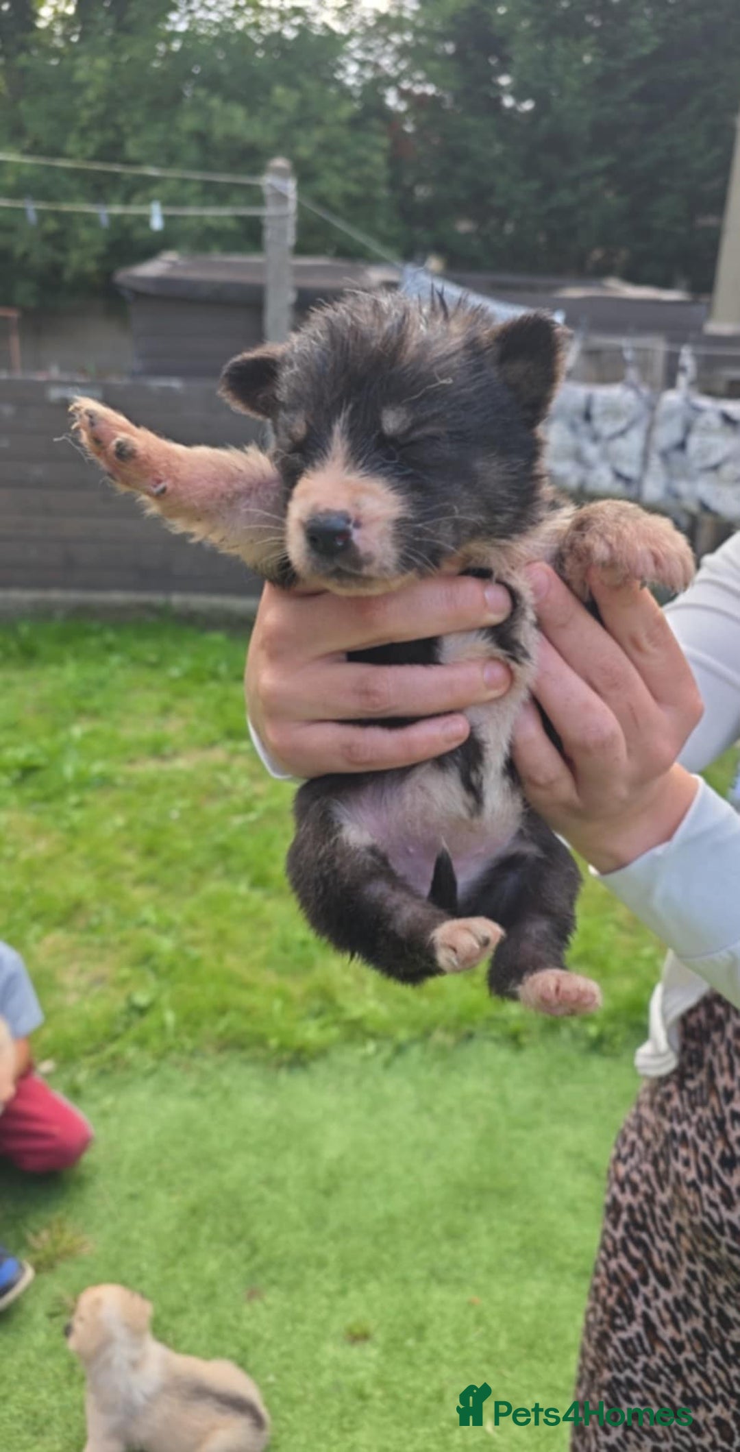 Siberian Husky dogs for sale: sibirian husky - Image 4