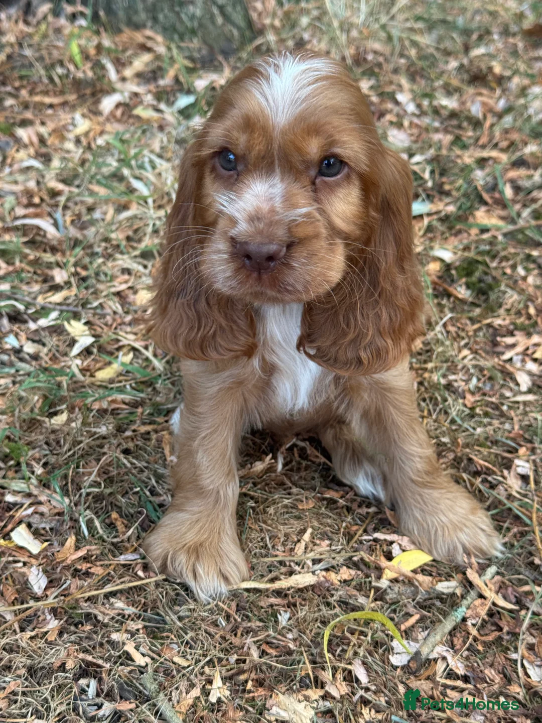 Cocker Spaniel dogs for sale: KC REGISTERED 100% SHOWTYPE HEALTH TESTED PARENTS - Advert 19