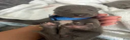 Whippet dogs for sale: Blue whippet puppies 💙 - Advert 18