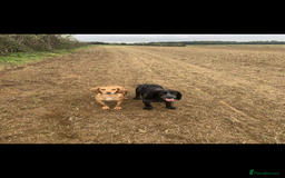 Cocker Spaniel dogs for sale: Working cocker Puppys  - Image 6