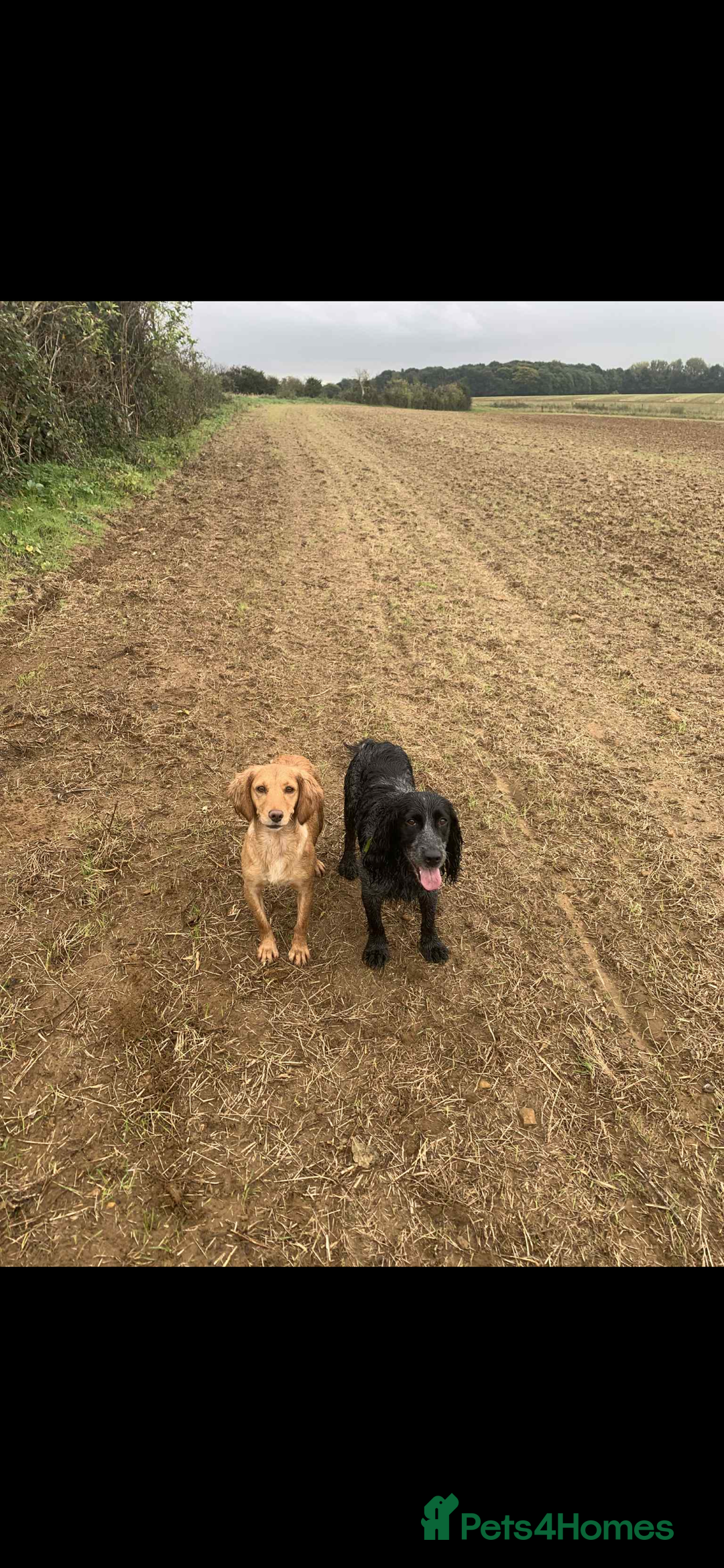 Cocker Spaniel dogs for sale: Working cocker Puppys  - Image 6