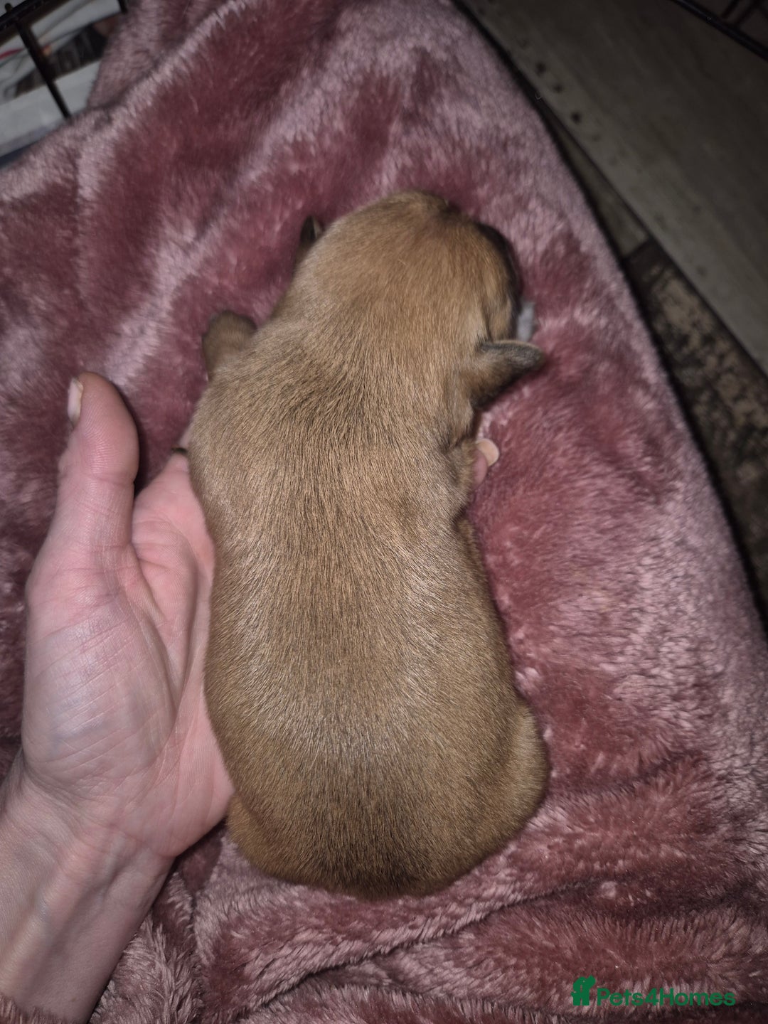 Chipoo dogs for sale: Beautiful chipoo puppys  - Advert 12