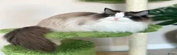 Ragdoll cats for sale: Show quality Ragdoll kittens from champion lines - Advert 5