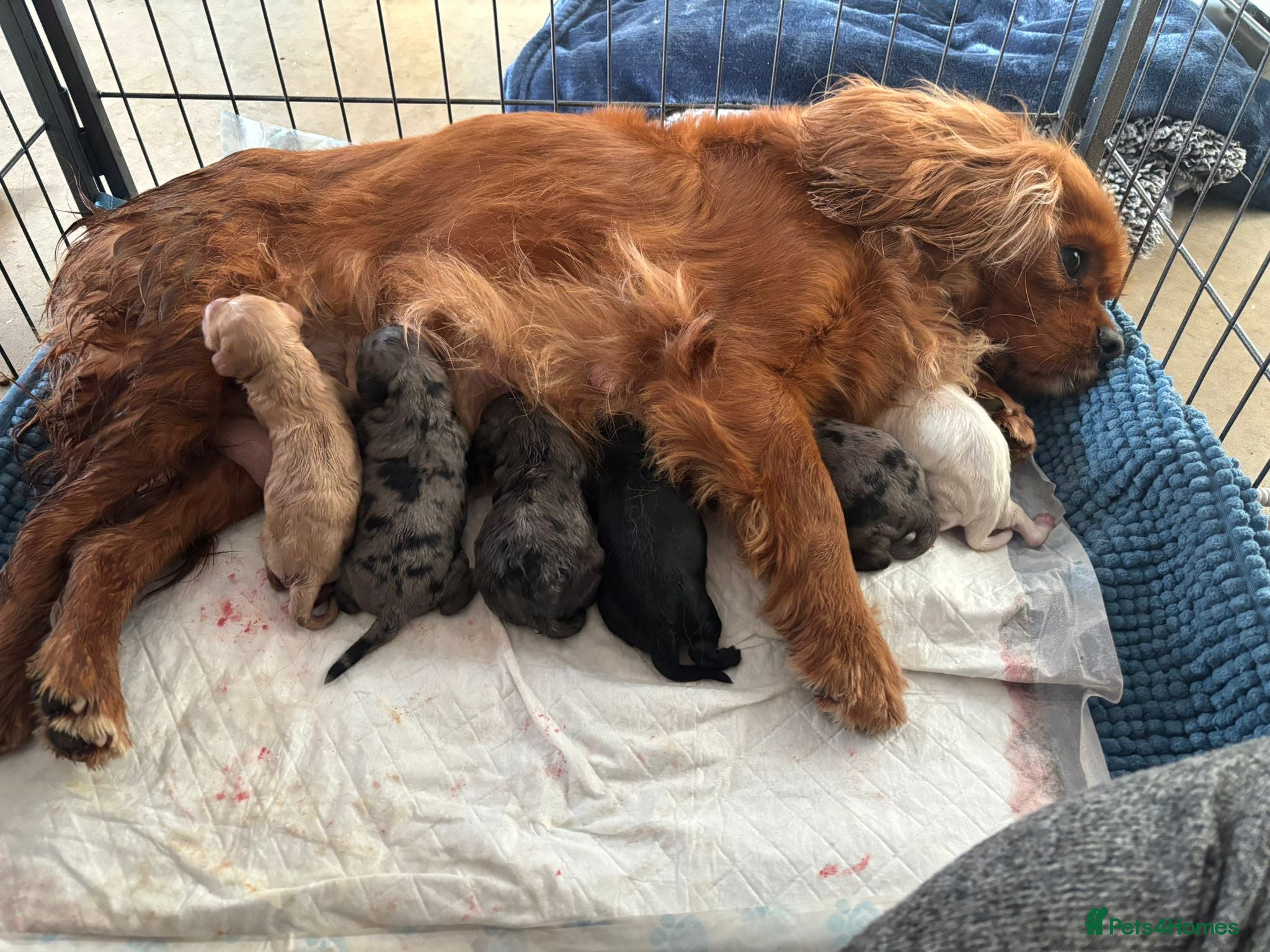 Cavapoo dogs Beautiful Cavapoo Puppies Looking for Loving Homes - Advert 1