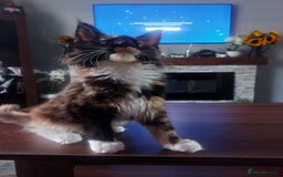 Maine Coon cats for stud: Active Tica duel Gccf Maine Coons in Grantham - Image 26