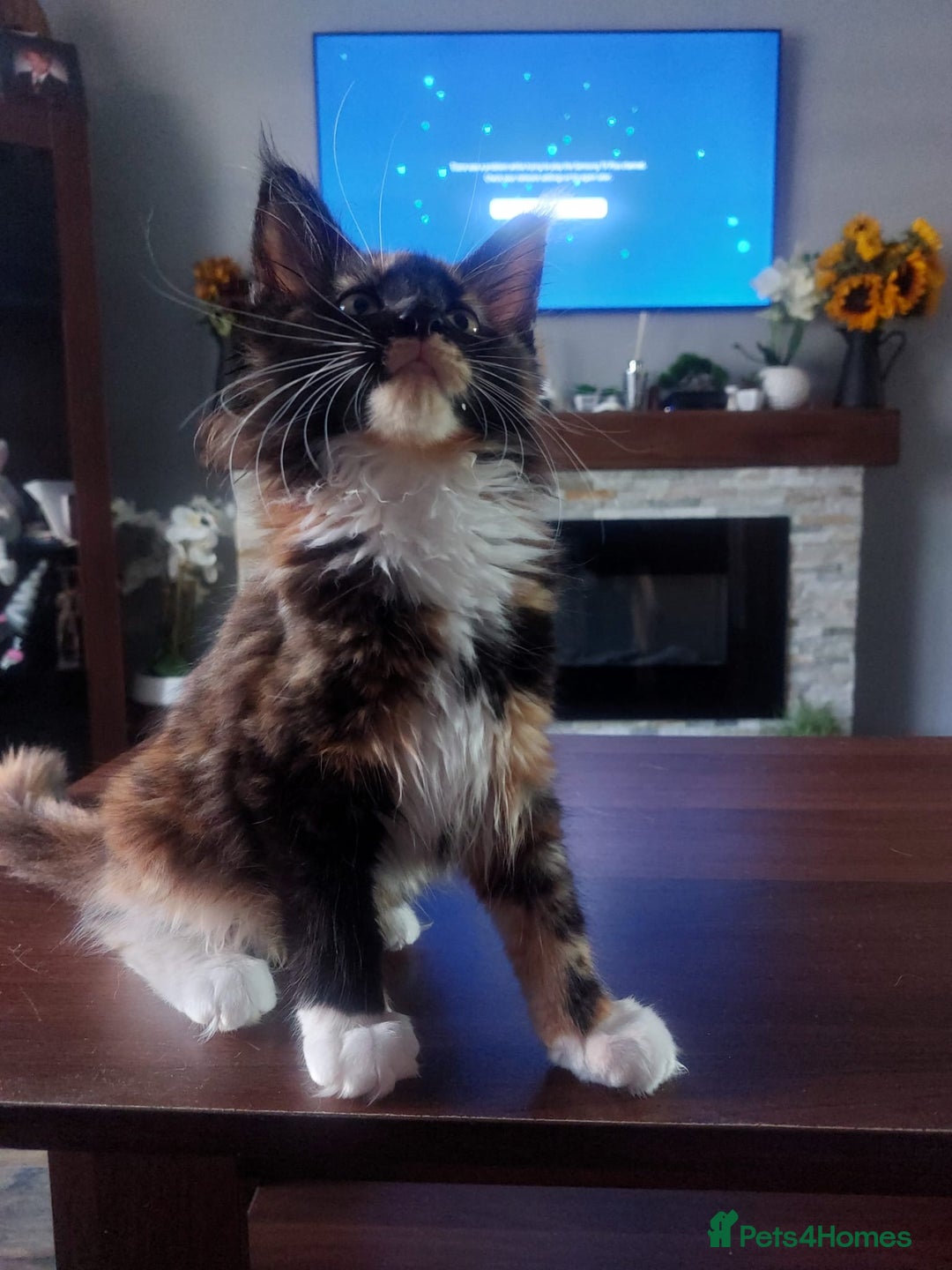 Maine Coon cats for stud: Active Tica duel Gccf Maine Coons in Grantham - Image 26