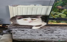 Maine Coon cats for sale: Beautiful Bonded Sisters - Image 8
