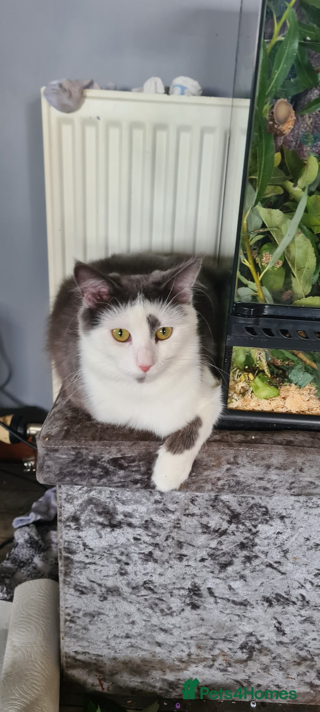 Maine Coon cats for sale: Beautiful Bonded Sisters - Image 8