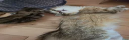 Siberian cats for sale: Pure gorgeous Siberian Kittens  - Advert 23